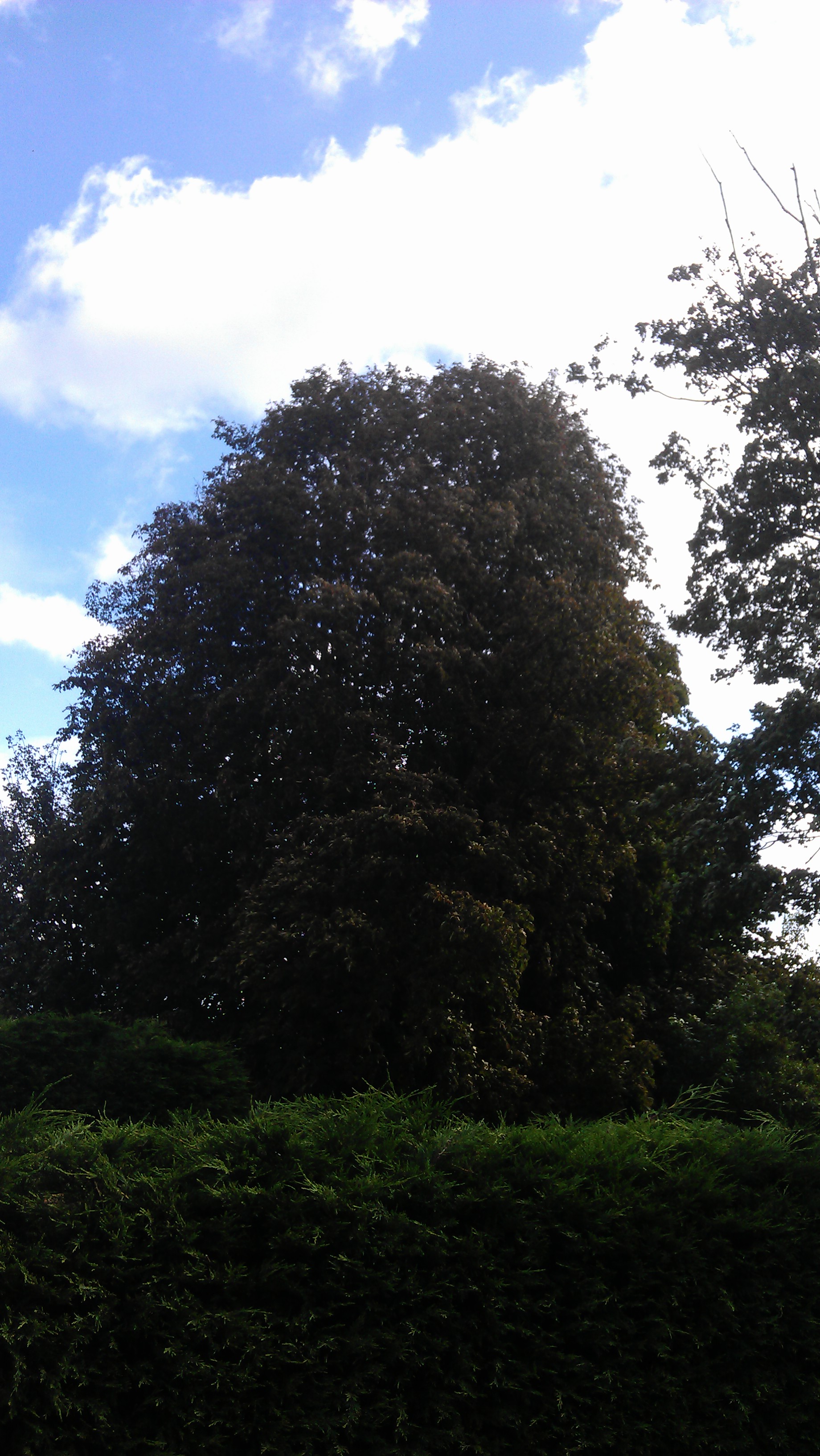 Bomen effect analyse