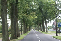 Bomen effect analyse