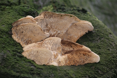 Onderzoek en advies rondom bomen