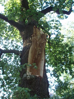 Onderzoek en advies rondom bomen