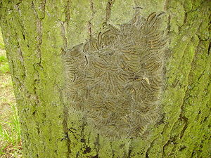 Nest van de Eikenprocessierups
