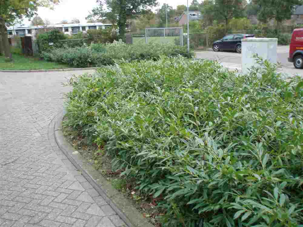 Schouw van groen en openbare ruimte