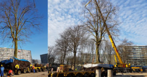 Boomverplanting van een linde in Uithoorn WBG Advies