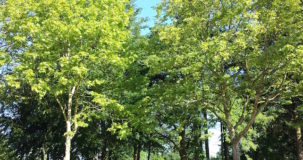 Bomen Effect Analyse (BEA) Julianaziekenhuis Apeldoorn WBG Advies