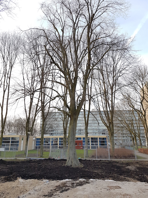 Boomverplanting van een linde in Uithoorn WBG Advies