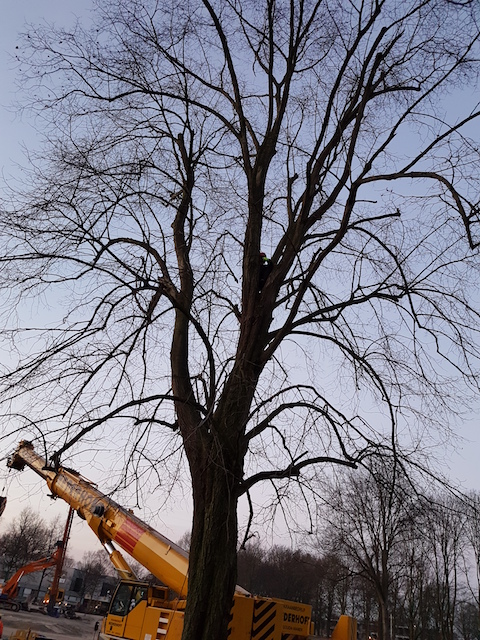 Boomverplanting van een linde in Uithoorn WBG Advies