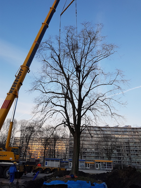 Boomverplanting van een linde in Uithoorn WBG Advies