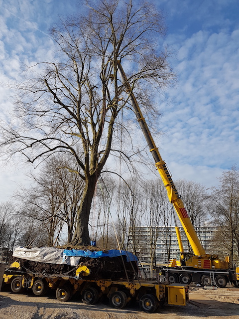 Boomverplanting van een linde in Uithoorn WBG Advies