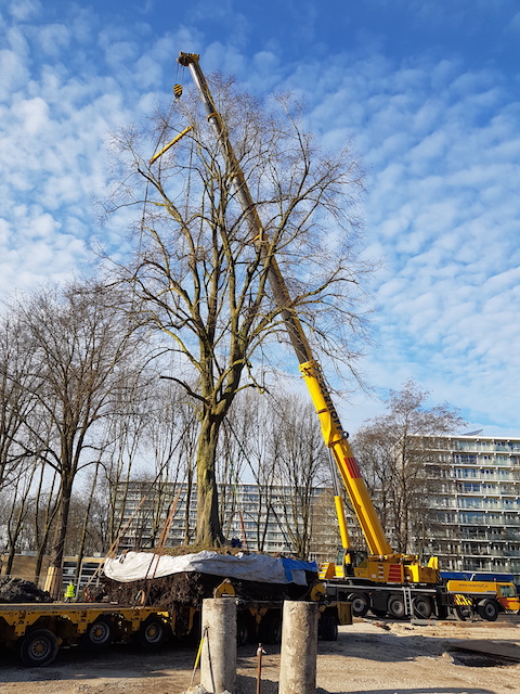 Boomverplanting van een linde in Uithoorn WBG Advies