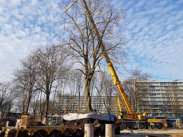 Boomverplanting van een linde in Uithoorn WBG Advies