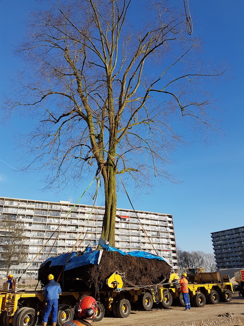 Boomverplanting van een linde in Uithoorn WBG Advies